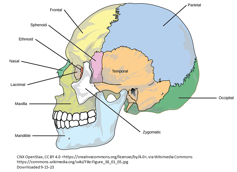 Calvarial Bone Graft Iowa Head And Neck Protocols